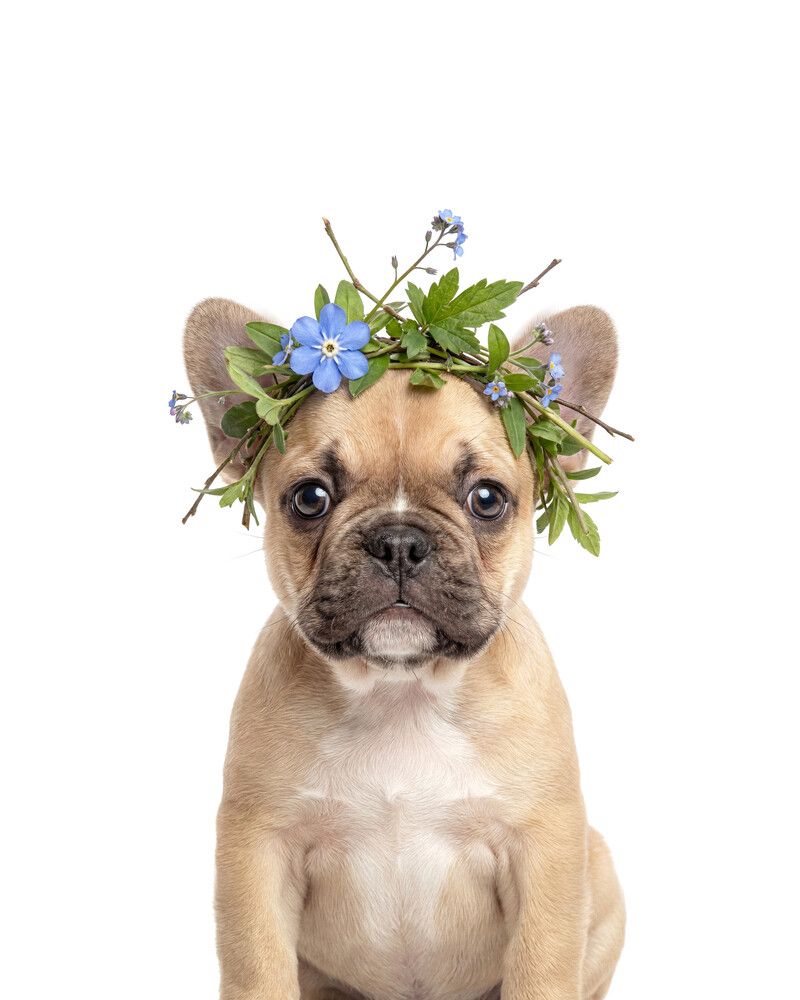 Dog-French-Bulldog Flowers
