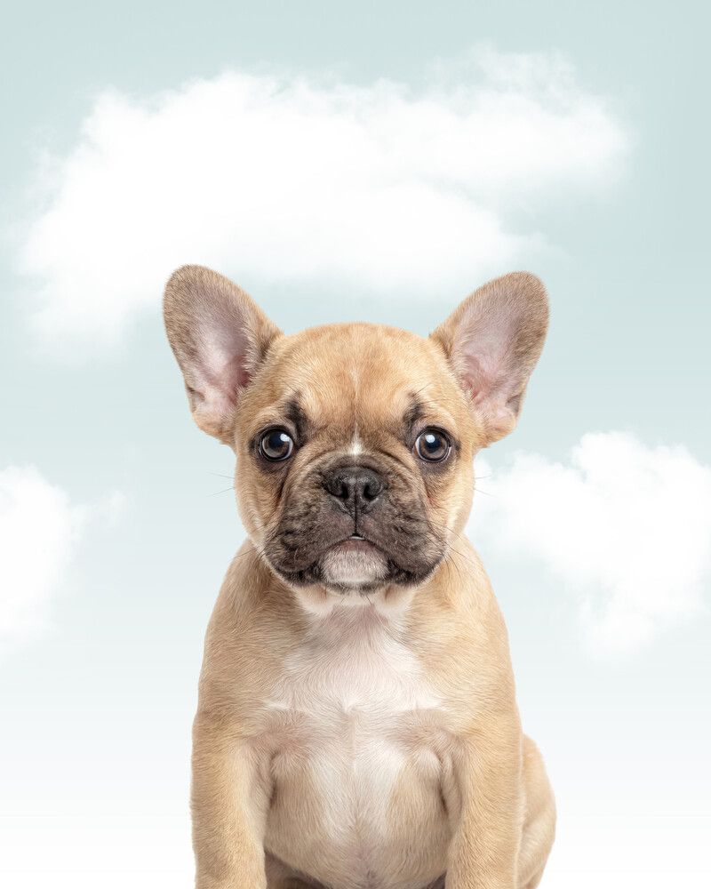 Dog-French-Bulldog Sky