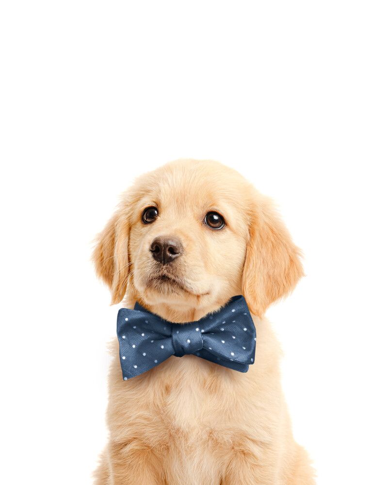 Dog-Golden-Retriever Bowtie-Cornflower