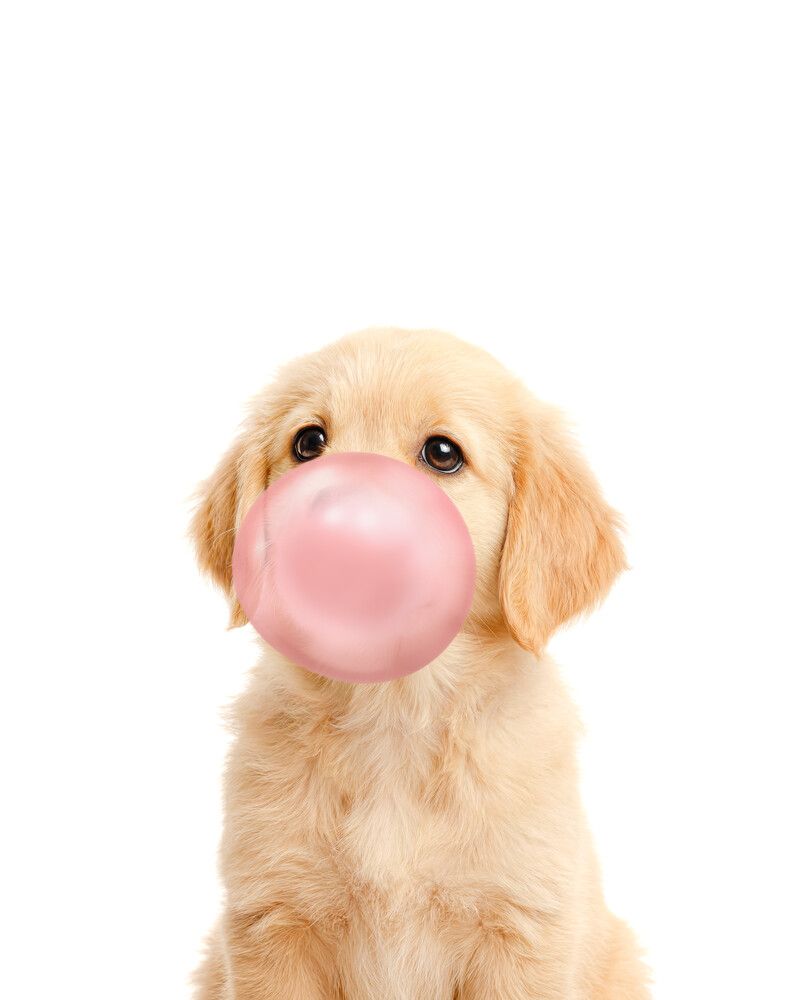 Dog-Golden-Retriever Bubblegum-Pink