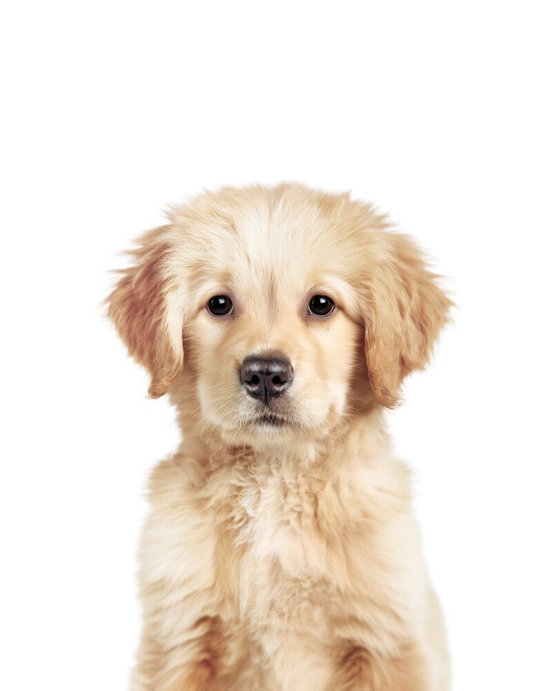 Dog-Golden-Retriever Classic