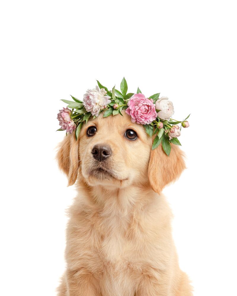 Dog-Golden-Retriever Flowers