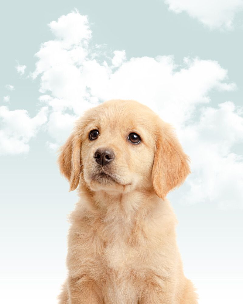 Dog-Golden-Retriever Sky
