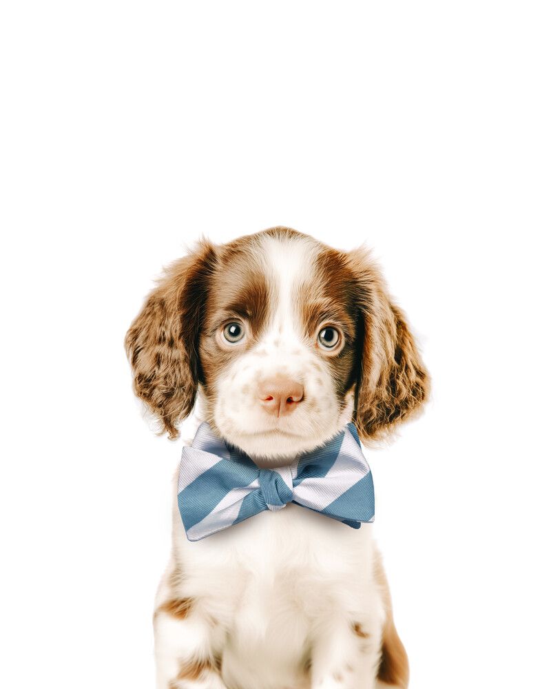 Dog-Springer-Spaniel Bowtie-Cornflower
