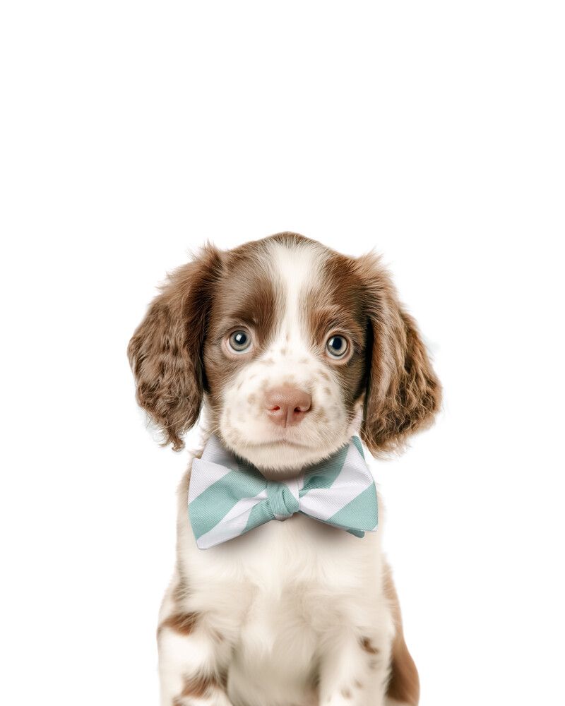 Dog-Springer-Spaniel Bowtie