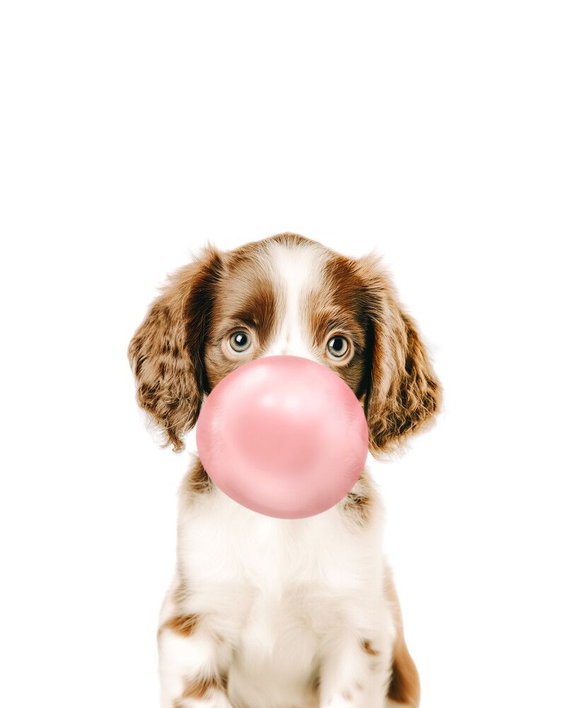 Dog-Springer-Spaniel Bubblegum-Pink