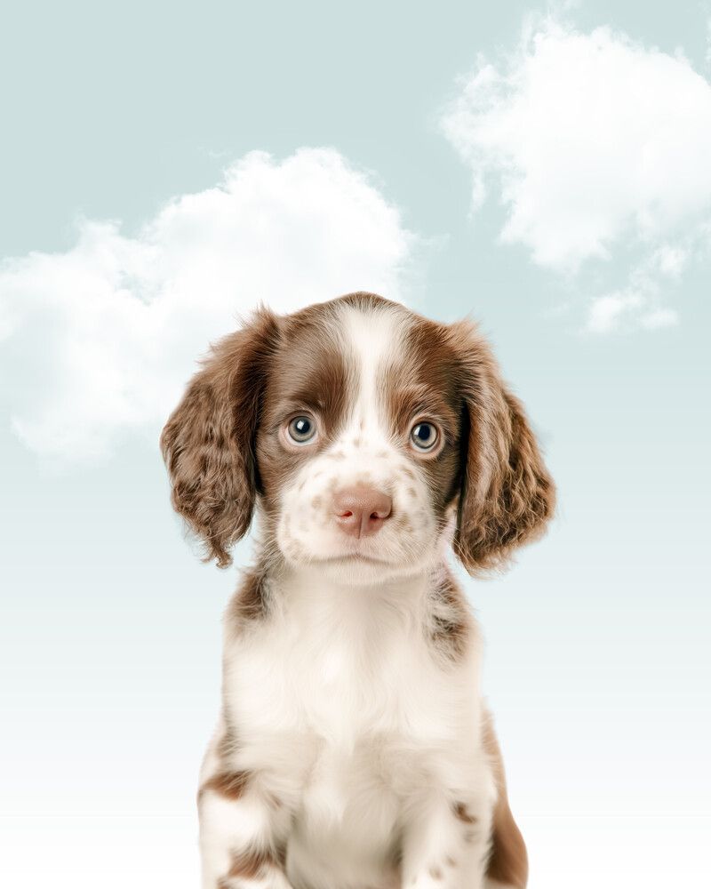 Dog-Springer-Spaniel Sky
