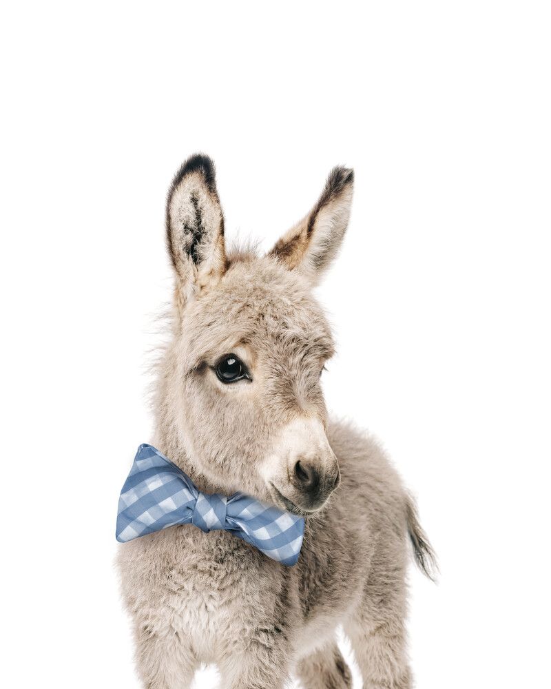 Donkey Bowtie-Cornflower