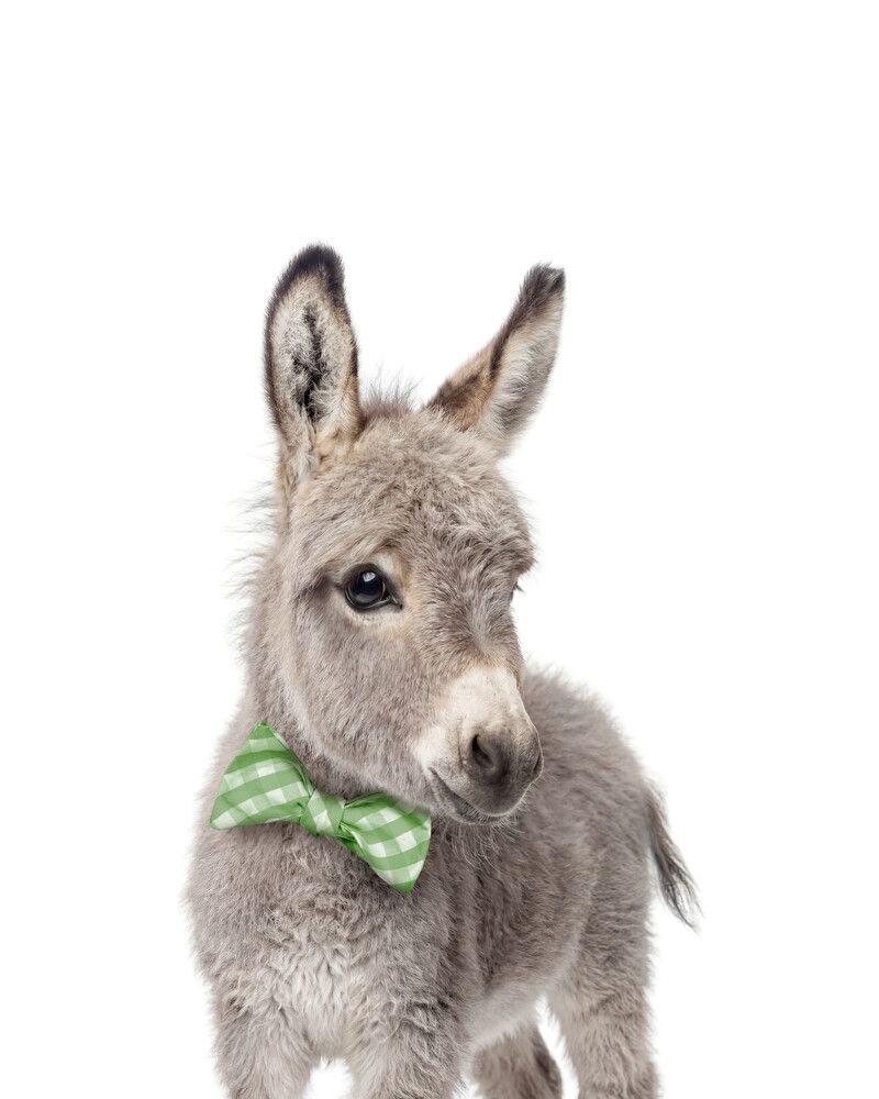 Donkey Bowtie