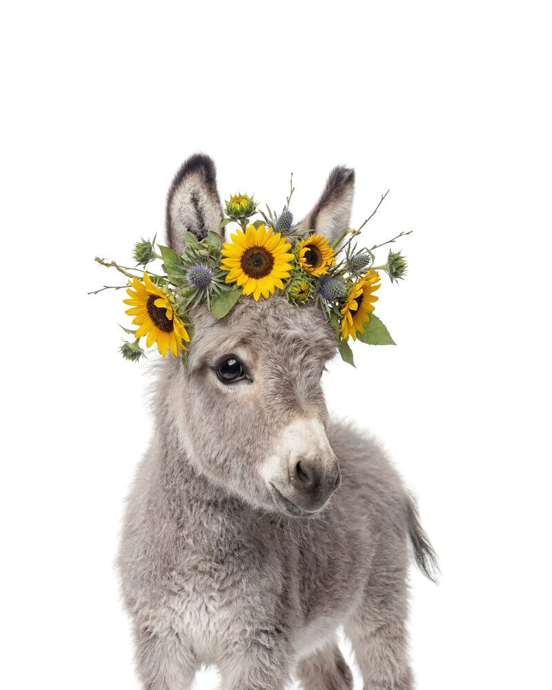 Donkey Flowers