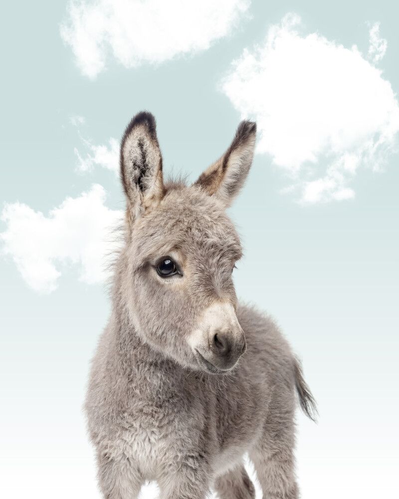 Donkey Sky