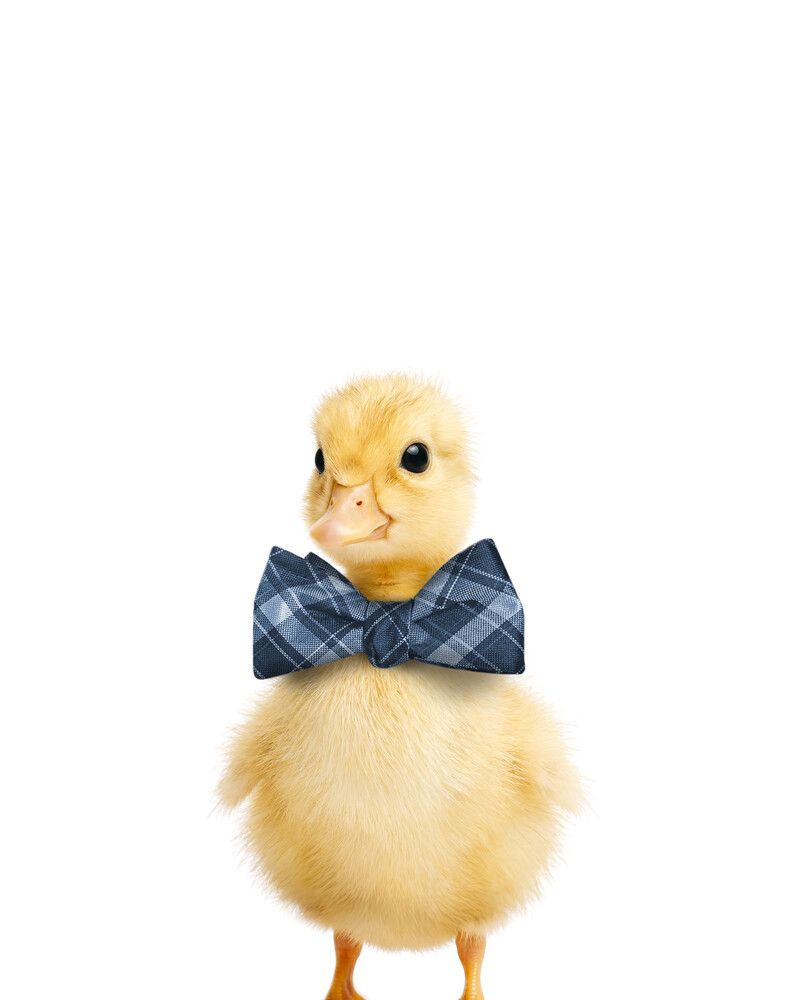 Duckling Bowtie-Cornflower