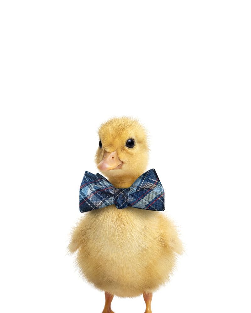 Duckling Bowtie