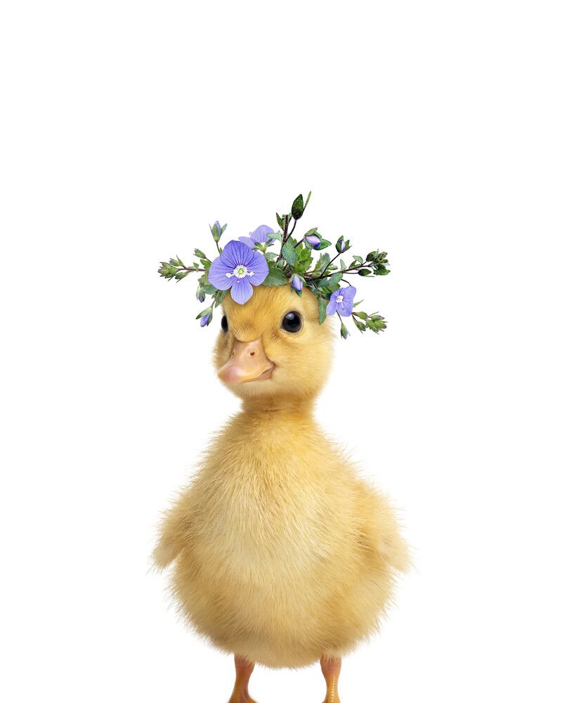 Duckling Flowers