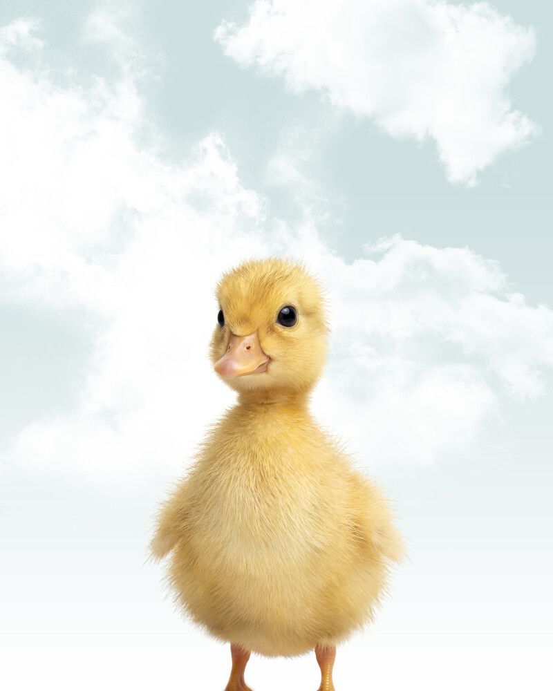Duckling Sky