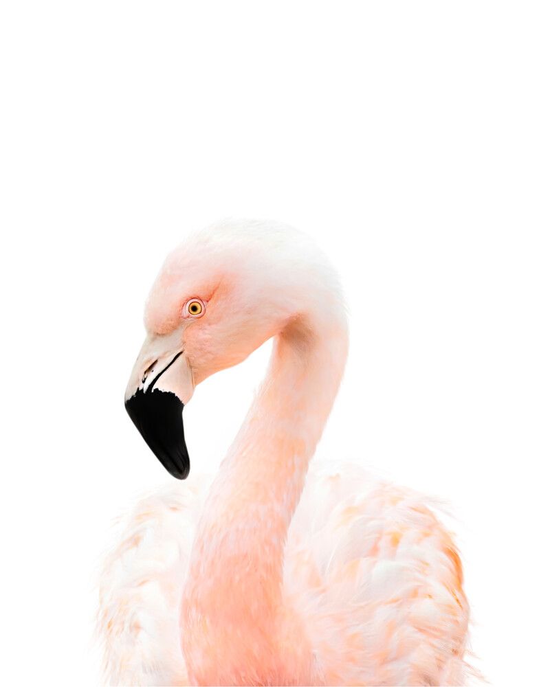 Flamingo Classic