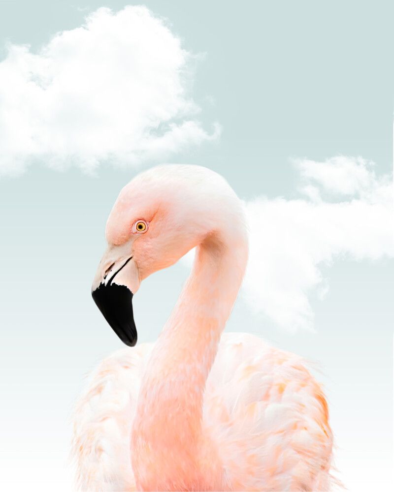 Flamingo Sky