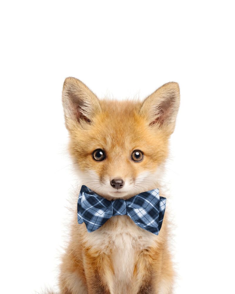 Fox Bowtie-Cornflower