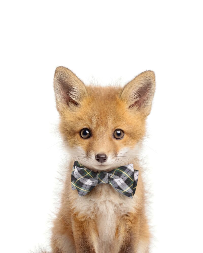 Fox Bowtie
