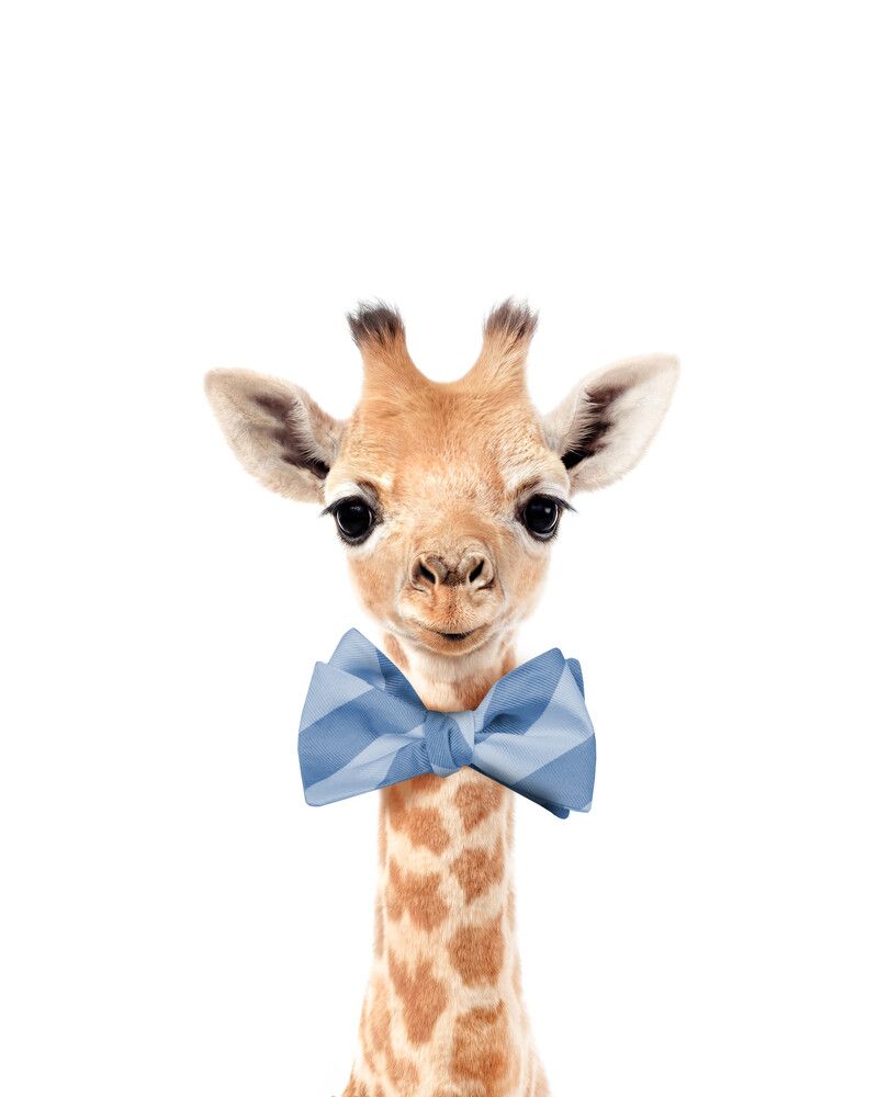 Giraffe Bowtie-Cornflower