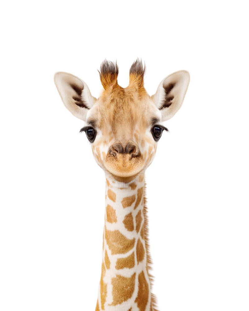Giraffe Classic