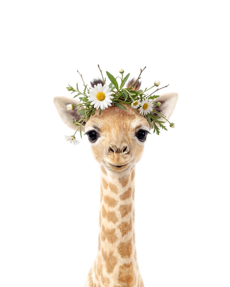Giraffe Flowers