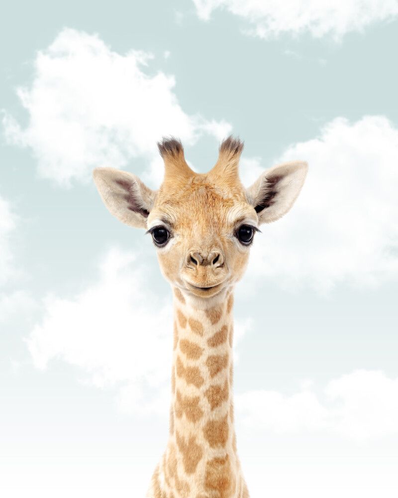 Giraffe Sky