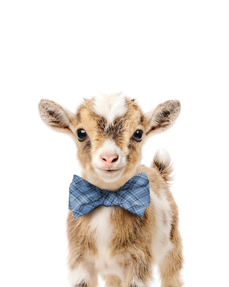 Goat Bowtie-Cornflower