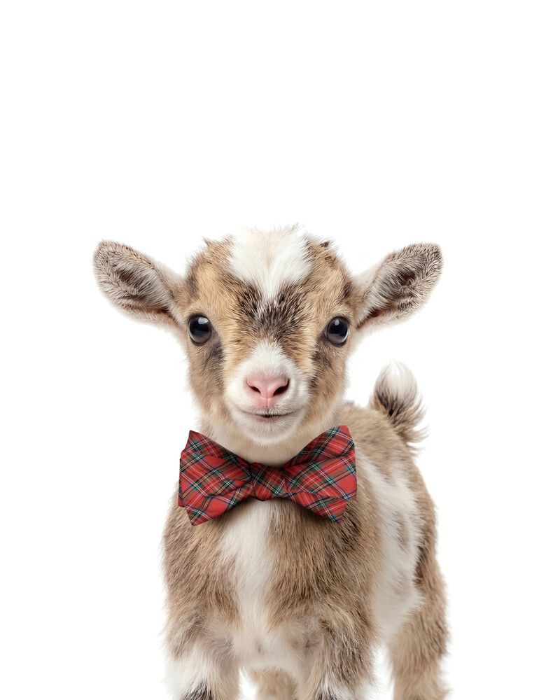 Goat Bowtie