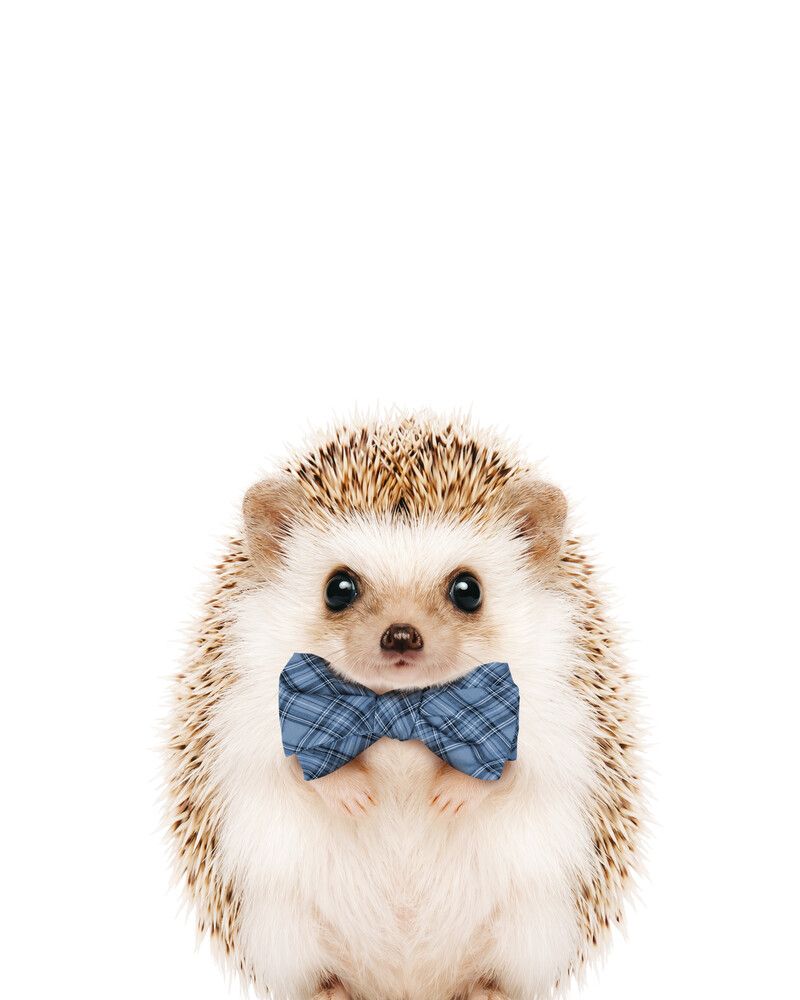 Hedgehog Bowtie-Cornflower