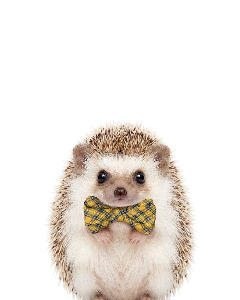 Hedgehog Bowtie