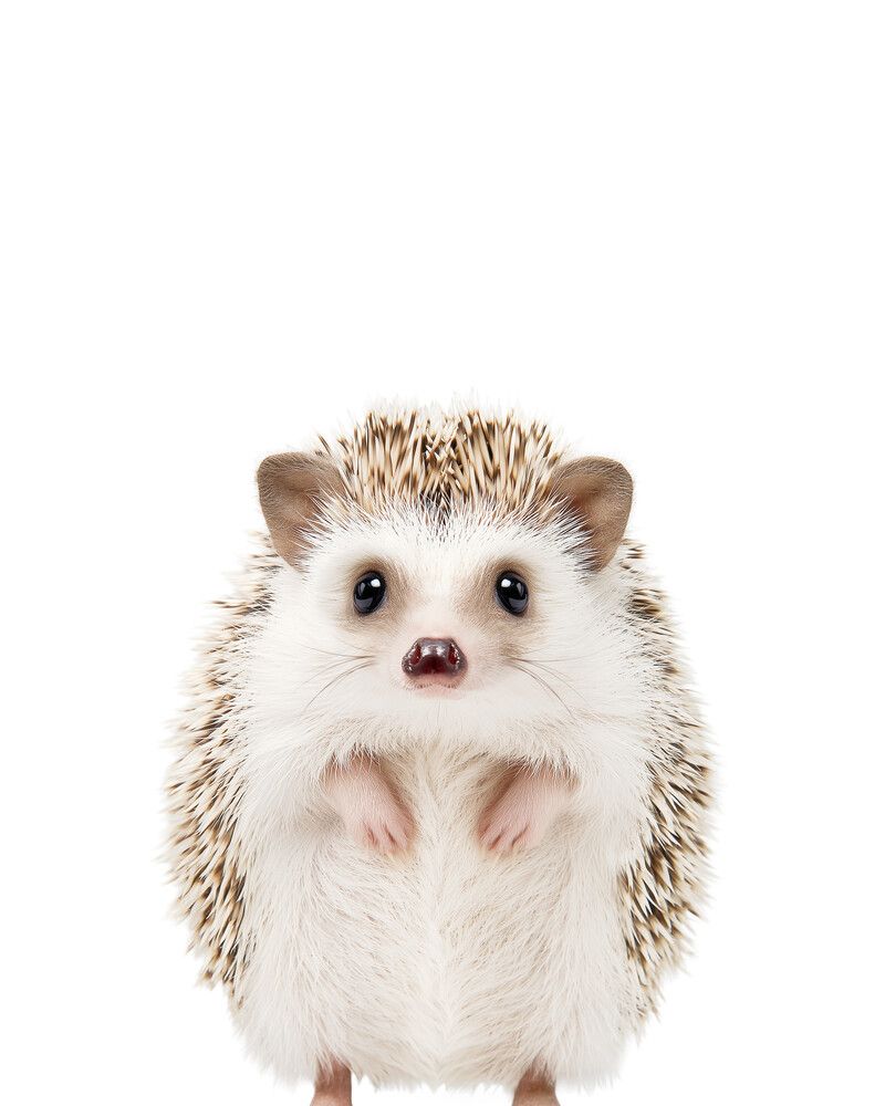 Hedgehog Classic