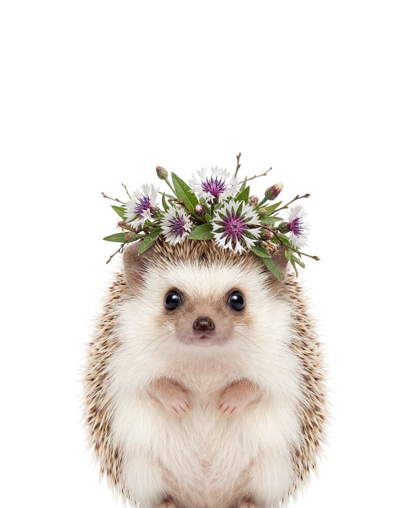 Hedgehog Flowers