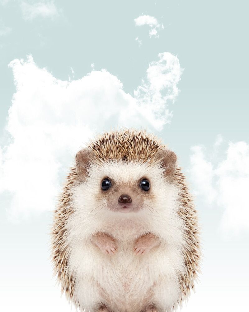 Hedgehog Sky