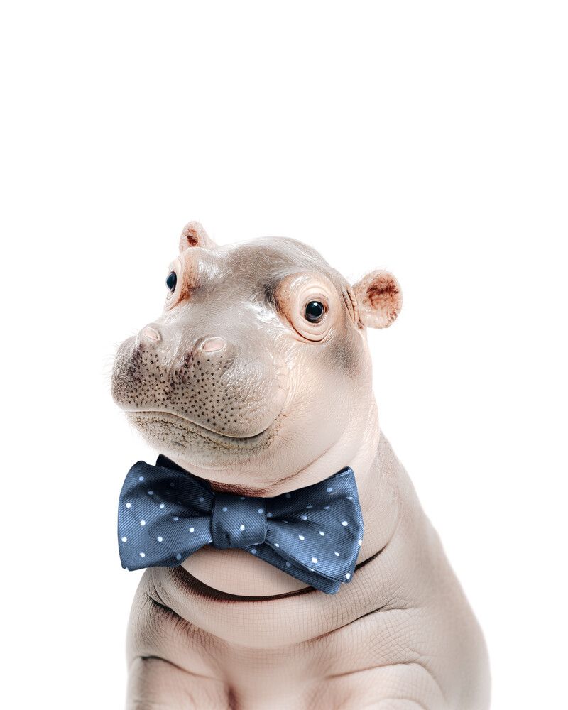 Hippo Bowtie-Cornflower