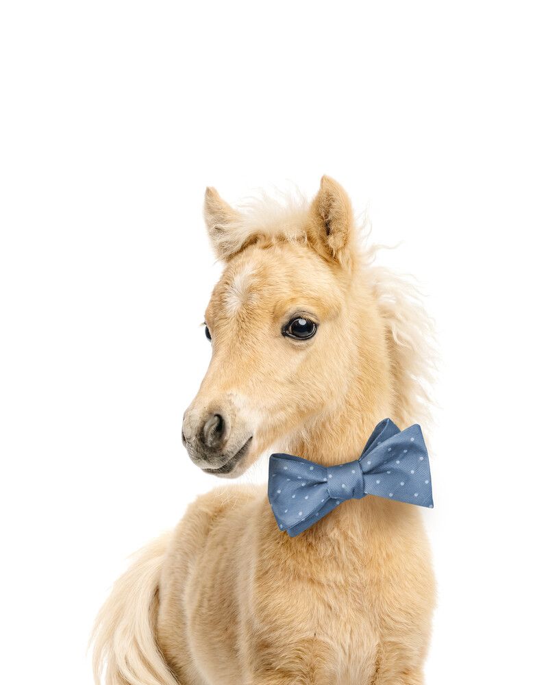 Horse Bowtie-Cornflower