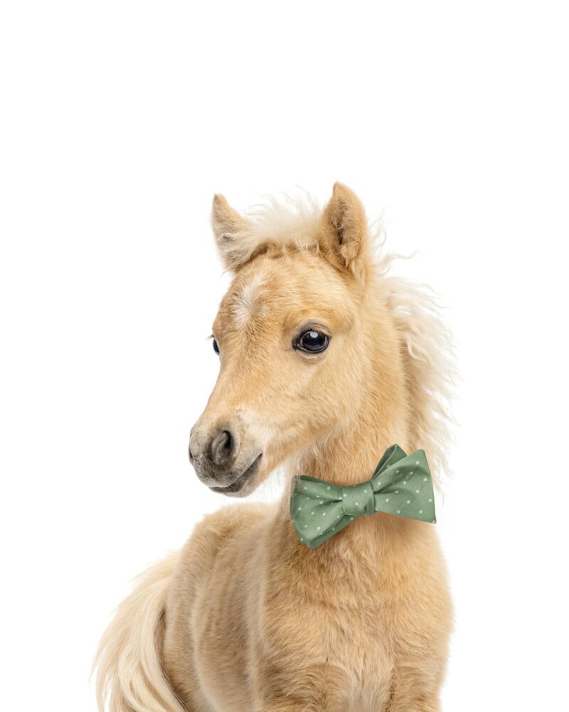 Horse Bowtie
