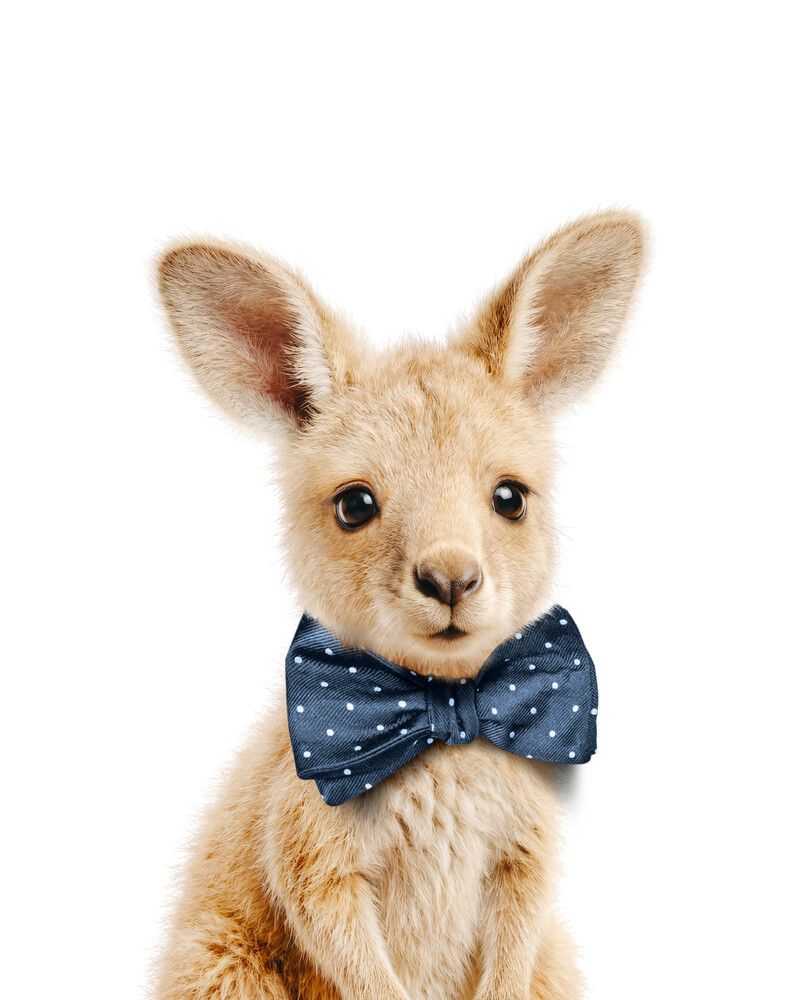 Kangaroo Bowtie-Cornflower