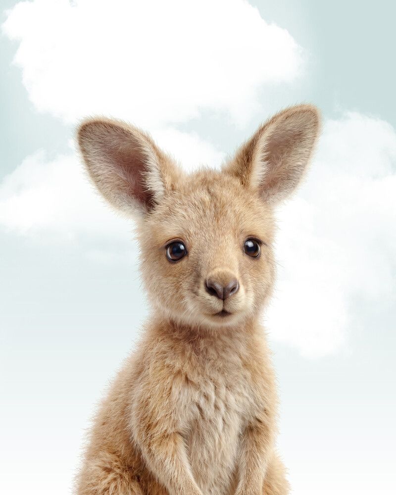 Kangaroo Sky