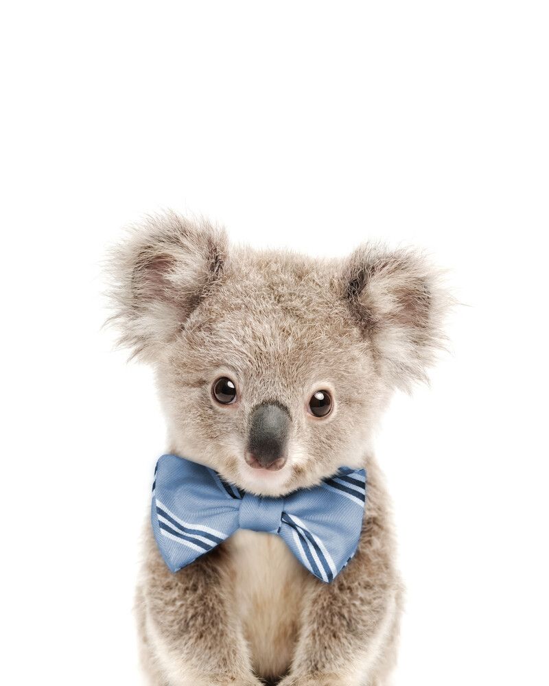 Koala Bowtie-Cornflower