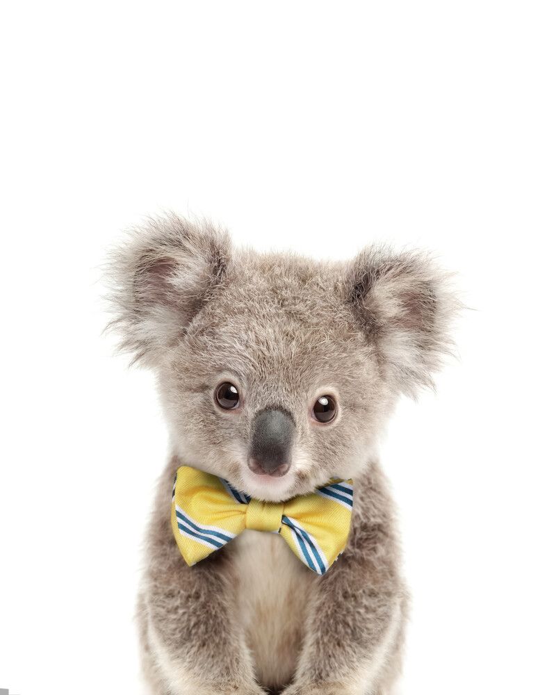 Koala Bowtie
