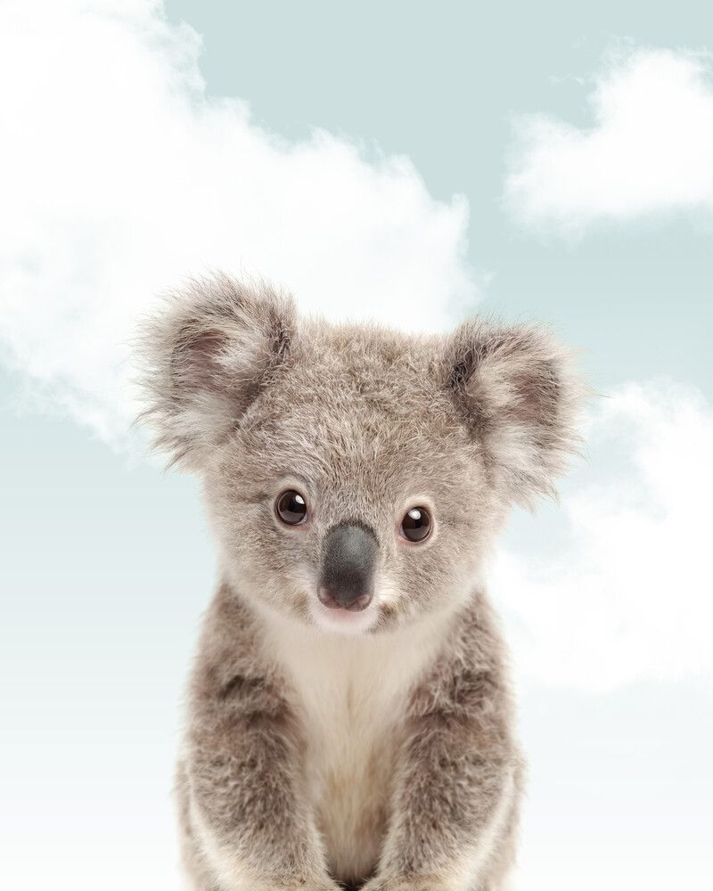 Koala Sky