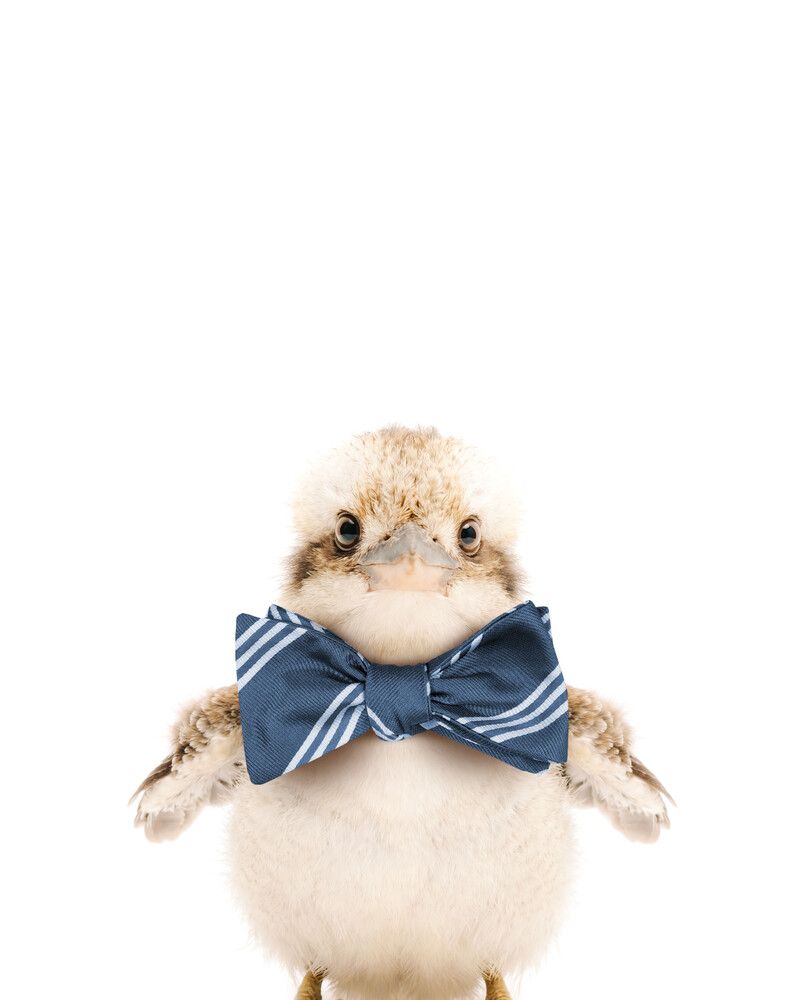 Kookaburra Bowtie-Cornflower