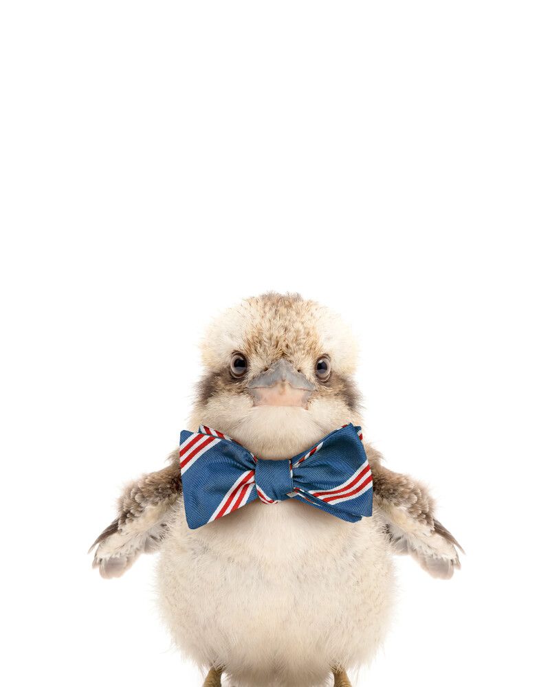 Kookaburra Bowtie