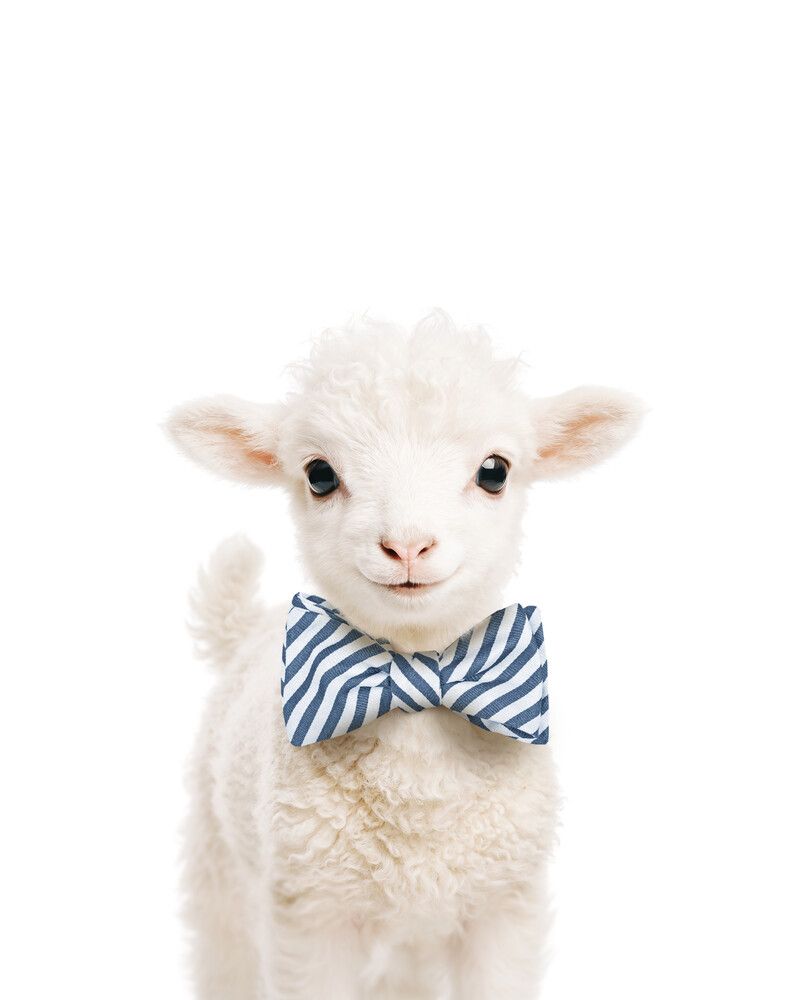 Lamb Bowtie-Cornflower