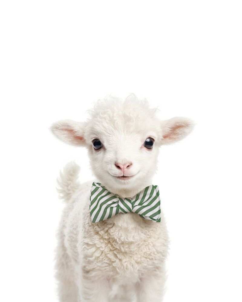 Lamb Bowtie