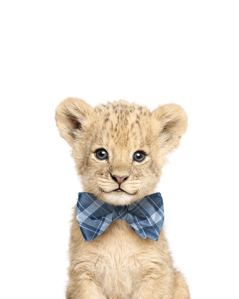 Lion Bowtie-Cornflower