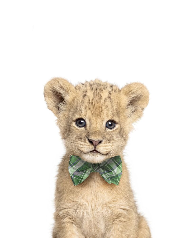 Lion Bowtie