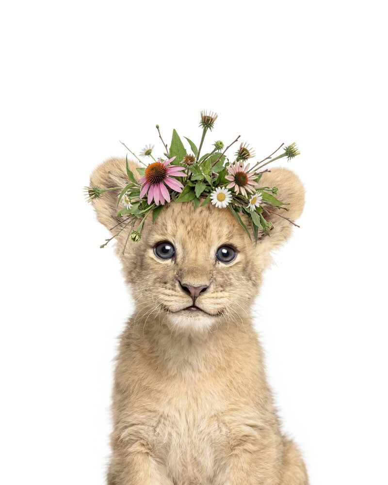 Lion Flowers