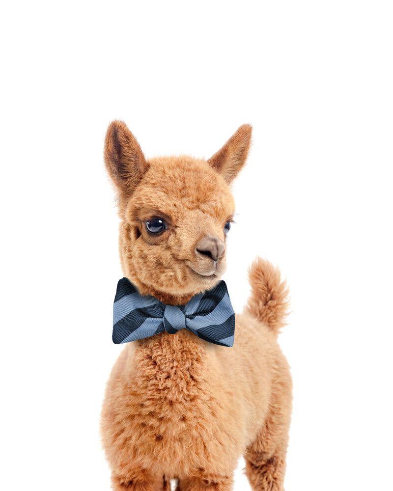 Llama Bowtie-Cornflower